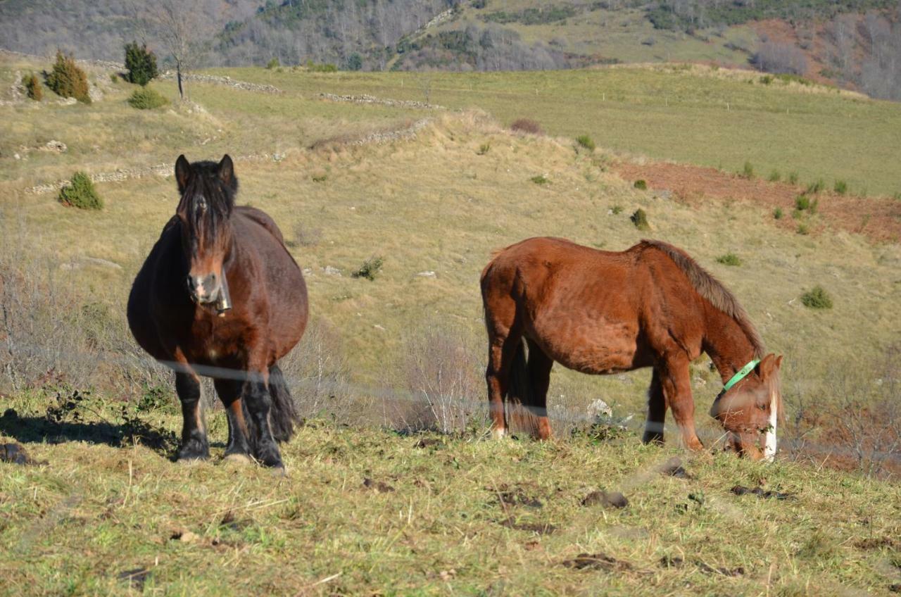 Casa Rural Mollo, Vall De Camprodon Buitenkant foto